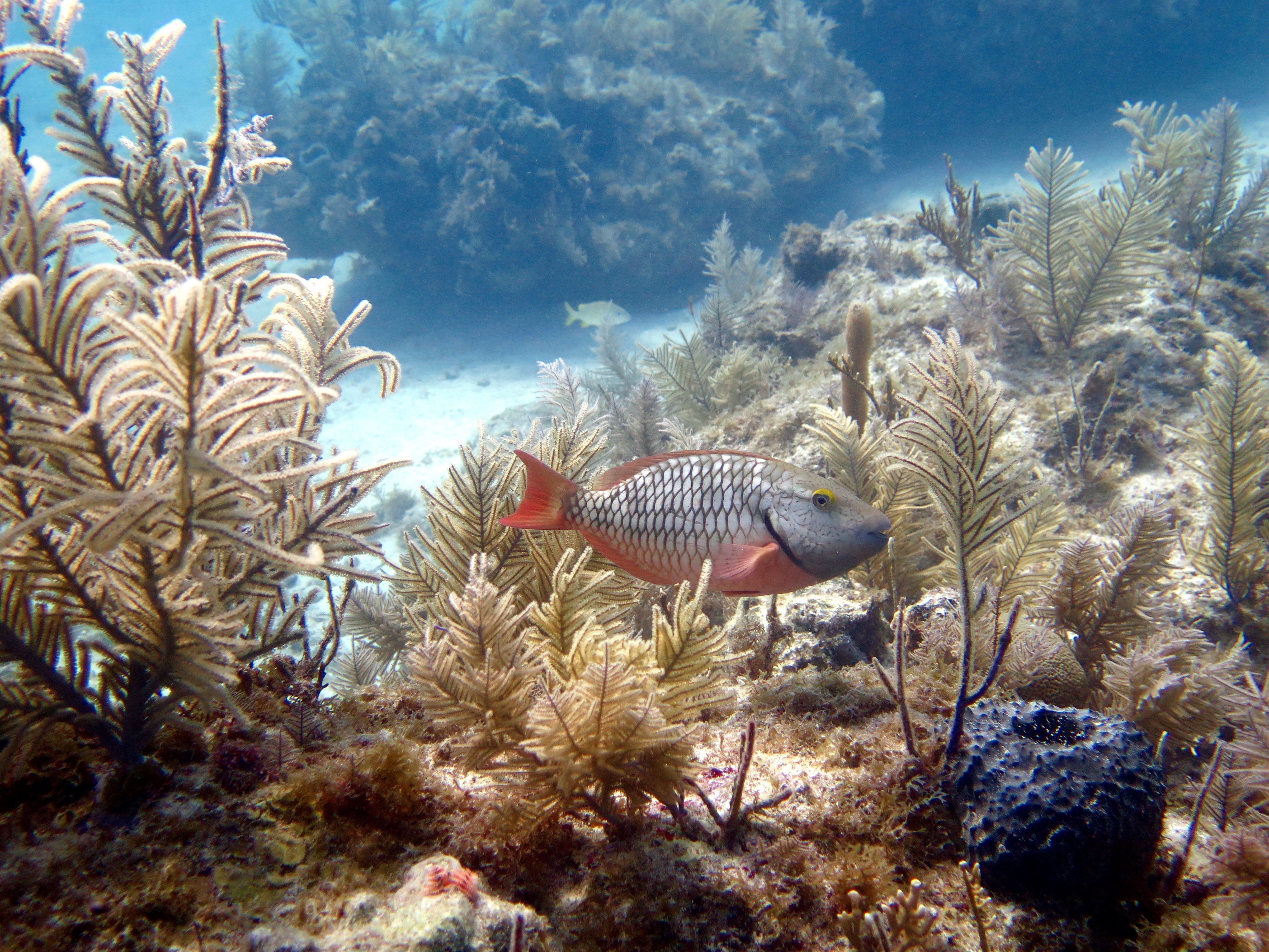 Stoplight Parrotfish