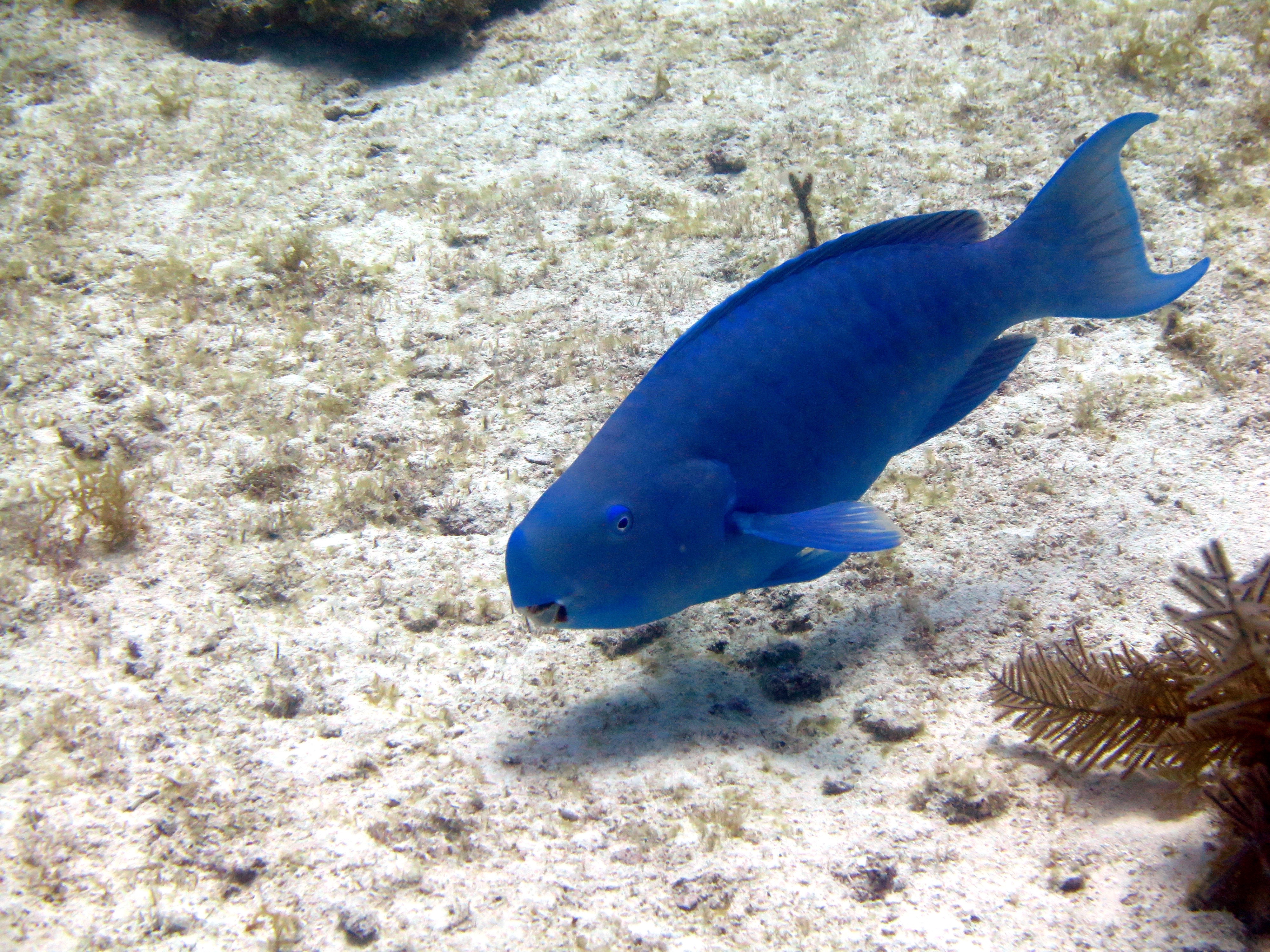 Blue Parrotfish